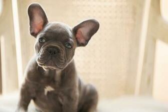 French Bulldog Puppies Wallpaper