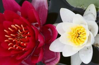 White And Red Flowers Wallpaper Stock Photos