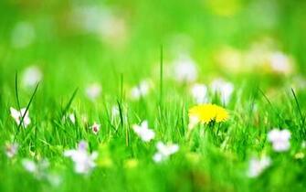 Get Flower Wallpaper For Desktop Beautiful By