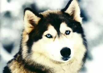 Beautiful Alaskan Malamute Photo HD Wallpaper Res