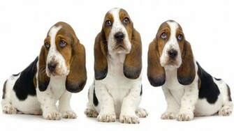 Basset Hound Temperament
