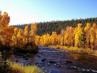 Golden Trees Wallpaper