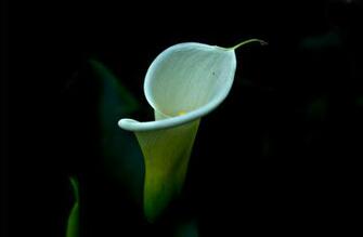 Calla Lily Computer Wallpaper Desktop Background Id
