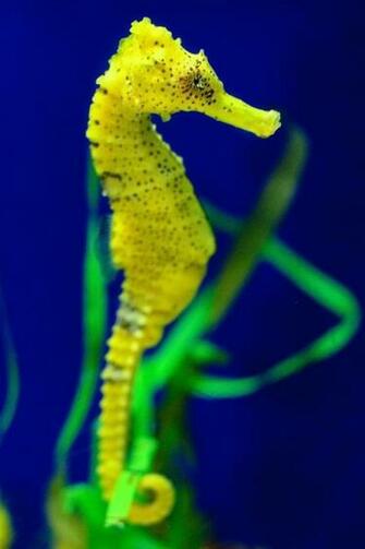 Pics Photos Seahorse Wallpaper