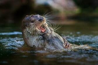 Otter HD Desktop Wallpaper 7wallpaper Net