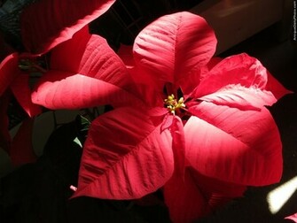 Red Guatemalan Poinsettias Wallpaper By Rudy Giron Rudygiron