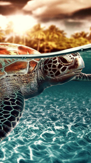 Sea Turtle iPhone Wallpaper