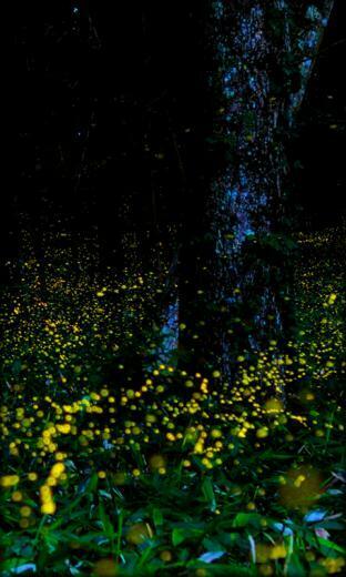 Fireflies Live Wallpaper For Your Android Phone