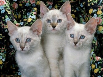 Cat Wallpaper Siamese
