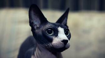 Sphynx Cat Wallpaper X Net