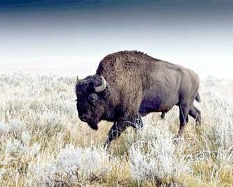 Bison D Am Rique Wallpaper