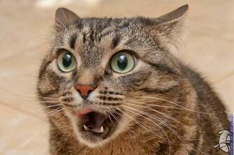 Funny Cats Meow HD Wallpaper