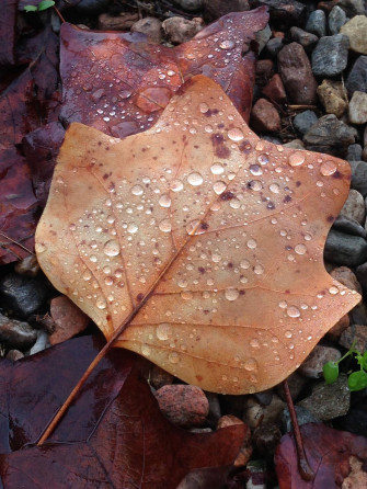 Dried Leaves iPhone Pro 4k Wallpaper