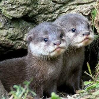 Baby Otters Oh My Goodness They Are So Cute