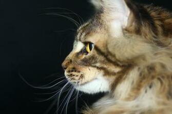 Cat Predator Maine Coon Wallpaper