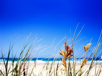 Grass Summer Wallpaper Ii I Somewhat Pay Attention To