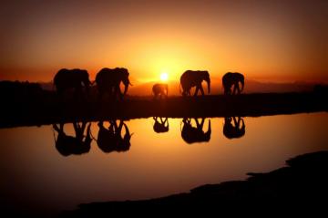 Cool Elephant Wallpaper Top Background