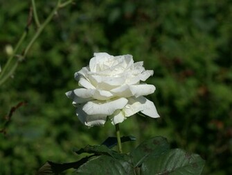 White Jpg