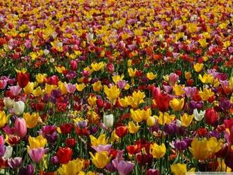 Spring Pink And Yellow Tulips Phone Wallpaper By Colby8