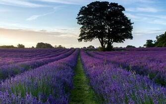 Lavender Field Wallpaper