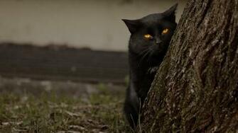 Grumpy Black Cat Behind A Tree Desktop Wallpaper