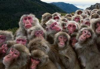 Japanese Macaque Wallpaper And Background Image Id