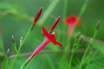 My Little Vegetable Garden Exotic Flower Wallpaper