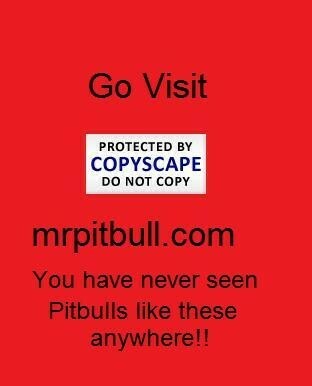 Pit Bull Wallpaper