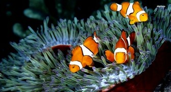 Clownfish HD Wallpaper Background