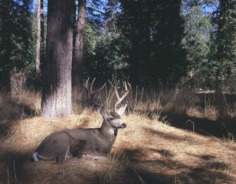 Mule Deer Wall Art Contemporary Wallpaper By Murals Your Way
