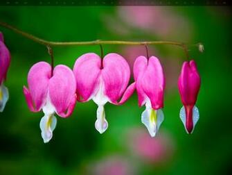 Hyacinth And Bleeding Heart Flowers Wallpaper HD Walls