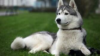 Alaskan Malamute Wallpaper