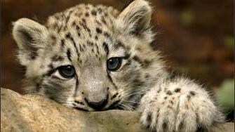 Cute Snow Leopard HD Wallpaper Wallpaperfx