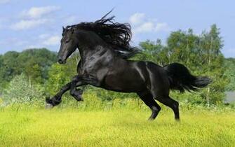 Horse HD Wallpaper Balck Desktop