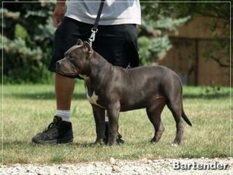 Blue Pitbull Dogs Cake Ideas And Designs