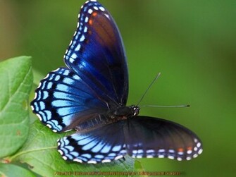 Beautiful Wallpaper Butterflies