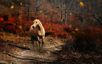 Running Horse Wallpaper With Resolution