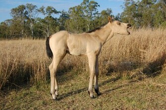 Pin Buckskin Quarter Horses Wallpaper HD Background