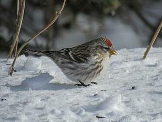 Redpoll Wallpaper