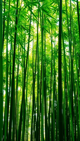 Bamboo Phone Wallpaper