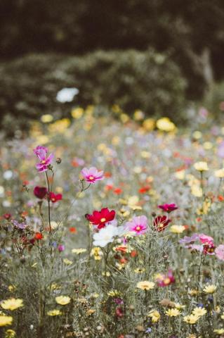 Wild Flower Pictures Image