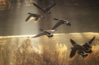 Wild Geese Full HD Wallpaper And