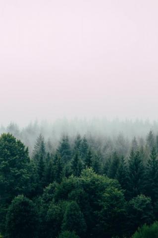 Forest Wallpaper HD Hq