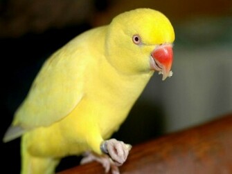 All Wallpaper Yellow Parrots