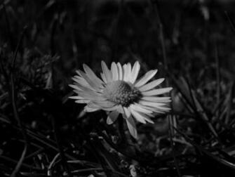 Daisy Black And White HD Wallpaper In Flowers Imageci