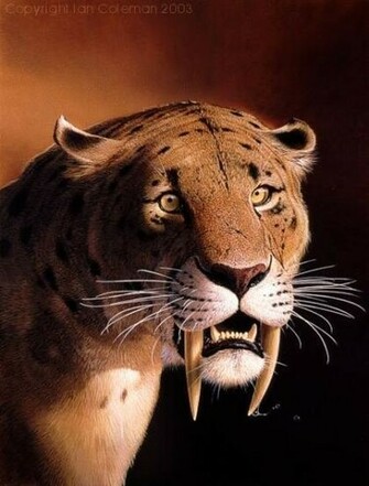 Saber Tooth Tiger Photograph And Artwork Are Copyright