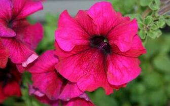 Pink Flower Wallpaper Grasscloth