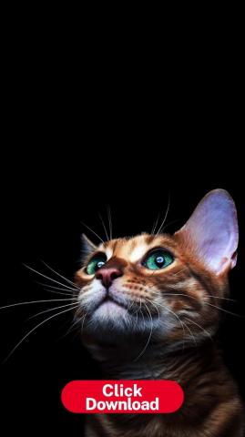 Cat Phone Wallapers HD Beautiful Wallpaper