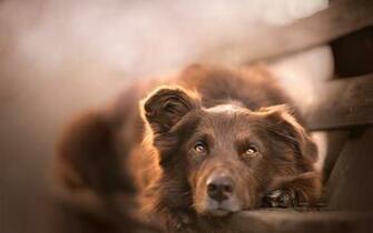 Australian Shepherd Dog HD Wallpaper Desktop Background