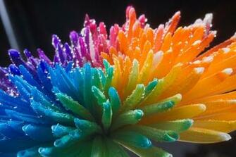 Image Of Colorful Flowers Rr Collections